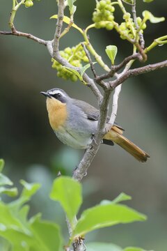 Cape Robin (Cossypha caffra), adult, on bush, vigilant, foraging, Kirstenbosch Botanic Gardens, Cape Town, South Africa