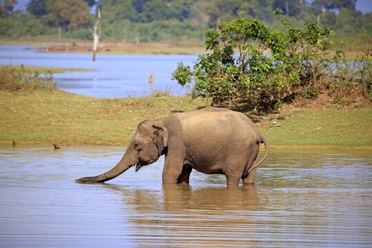 Sri Lankan Elehpant (Elephas maximus maximus), adult male in the water, drinking, Udawalawe National Park, Sri Lanka