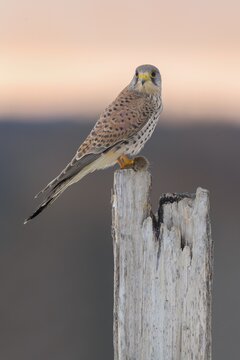 Common Common Kestrel (Falco tinnunculus), young male on pasture pole with field mouse in red sky, dawn, Swabian Alb Biosphere Reserve, Baden-W&uuml;rttemberg, Germany