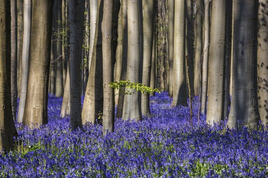 Blue flowering bluebells (Hyacinthoides non-scripta) in the copper beech (Fagus sylvatica) forest, Hallerbos, near Halle, province of Flemish Brabant, Belgium