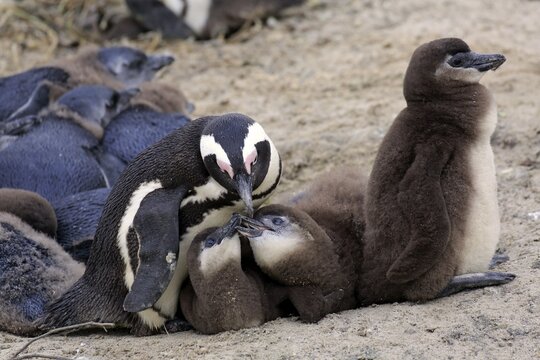 Jackass Penguins (Spheniscus demersus), adult with young, Boulders Beach, Simon's Town, Western Cape, South Africa