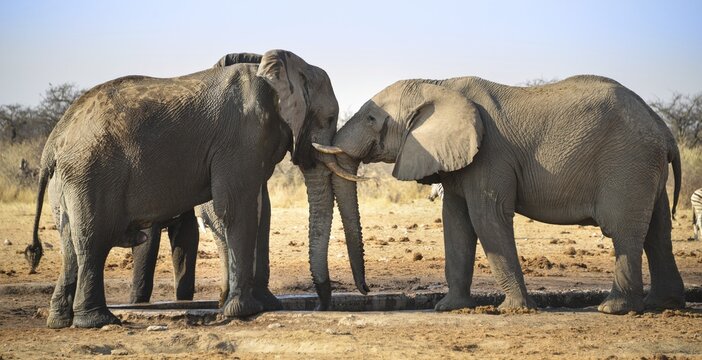 Two elephants playfully fighting, African Elephant (Loxodonta africana), Etosha National Park, Tsumcor waterhole, Namibia