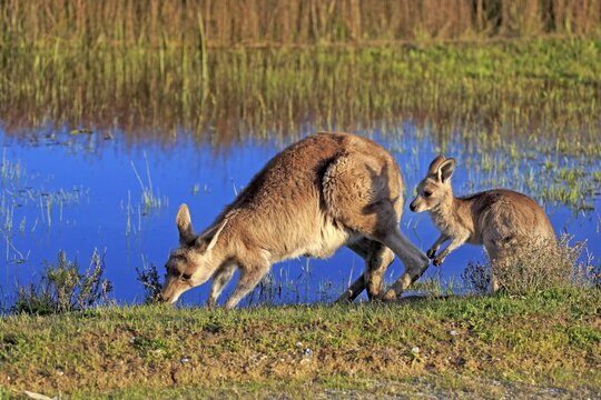 Eastern Grey Kangaroo (Macropus giganteus) female with joey, at the water, Wilsons Promontory National Park, Victoria, Australia