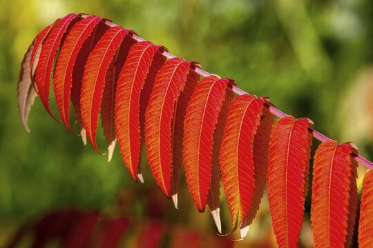 Leaf of the staghorn sumac (Rhus typhina) in autumn colouring, Baden-W&uuml;rttemberg, Germany