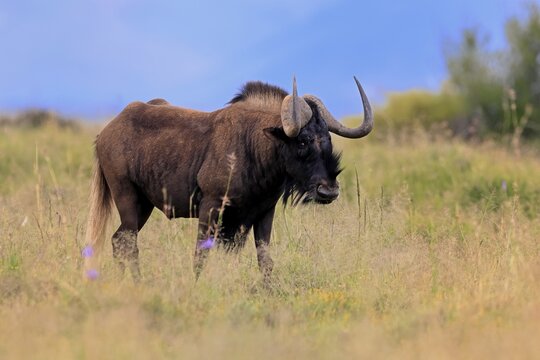 White-tailed wildebeest (Connochaetes gnou), adult, alert, foraging, Mountain Zebra National Park, Eastern Cape, South Africa