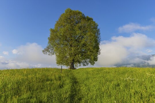 Peace lime tree (Tilia) on the Wittelsbacher H&ouml;he, 881m, Illertal, Allg&auml;u, Bavaria, Germany