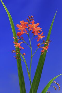 Montbretia (Crocosmia x crocosmiiflora), flowering, Elllerstadt, Germany