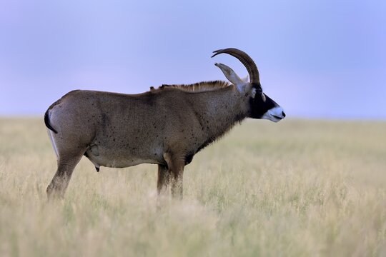 Roan antelope (Hippotragus equinus), adult, male, alert, Mokala National Park, Northern Cape, South Africa