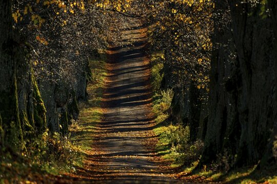 Linden trees (Tilia) with colourful autumn leaves and path, Markt Oberdorf, Ostallg&auml;u, Bavaria, Germany