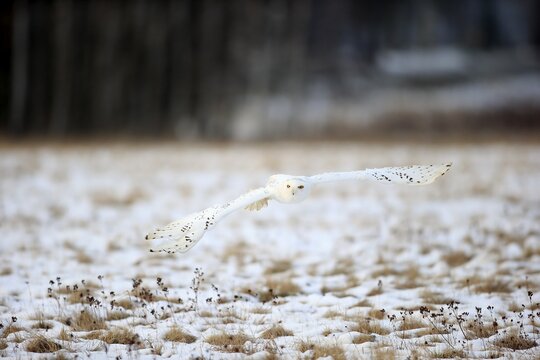 Snowy Owl, Great white owl (Nyctea scandiaca) adult flying up in snow, winter, Zdarske Vrchy, Bohemian-Moravian Highlands, Czech Republic