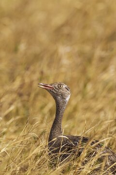 Northern Black Korhaan (Eupodotis afraoides), female, being on the alert, Savuti, Chobe National Park, Botswana