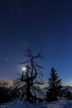 Gnarled tree under full moon and starry sky, behind mountain peak of the Dolomites, Zoldo Alto, Val di Zoldo, Dolomites, Italy