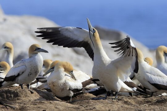 Cape Gannet (Morus capensis), adult in bird colony, spread wings, mating season, Lamberts Bay, Western Cape, South Africa