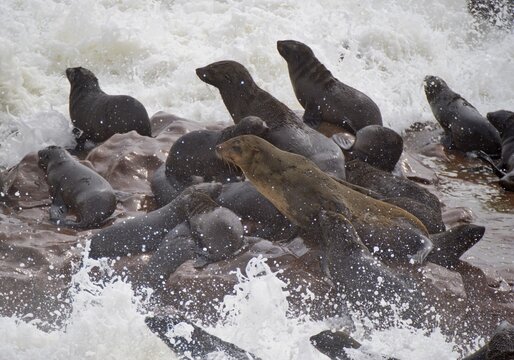 Brown Fur Seals (Arctocephalus pusillus) on Cape Cross, Namibia, Africa