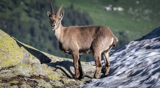 Alpine Ibex (Capra ibex), Mont Blanc Massif, Chamonix, France