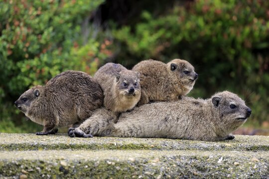 Rock Hyraxes (Procavia capensis) adult female with three young, social behavior, Betty's Bay, Western Cape, South Africa