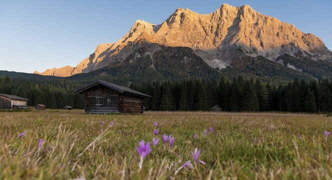 Meadow with autumn timeless trees, sunset at the Zugspitze, Wetterstein range, Werdenfelser Land, Upper Bavaria, Bavaria, Germany