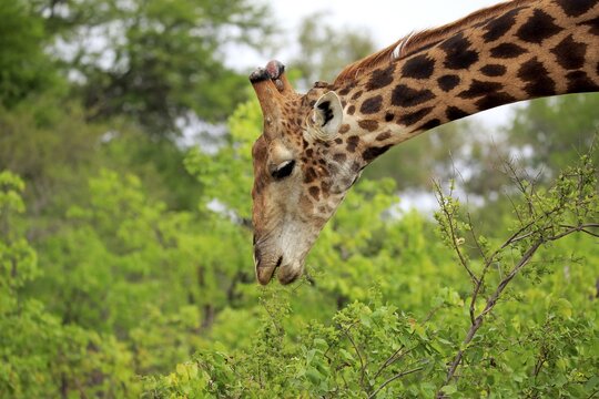 Southern giraffe (Giraffa camelopardalis giraffa), adult, eating, animal portrait, feeding, Kruger National Park, South Africa