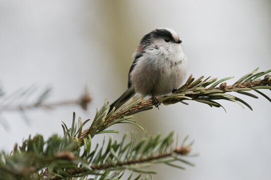 Long-tailed tit (Aegithalos caudatus), Emsland, Lower Saxony, Germany