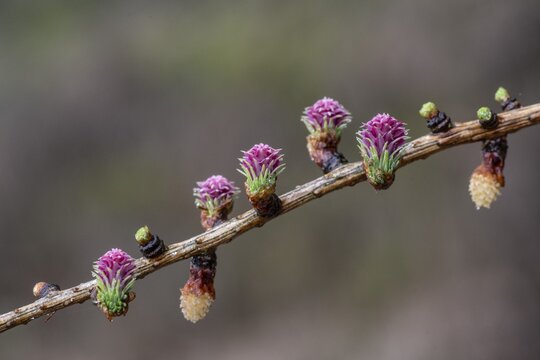 Larch blossoms (Larix decidua), Emsland, Lower Saxony, Germany