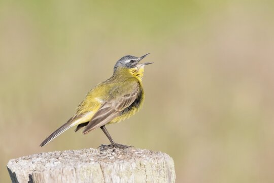 Yellow Wagtail (Motacilla flava) on fence post, Lower Saxony, Germany