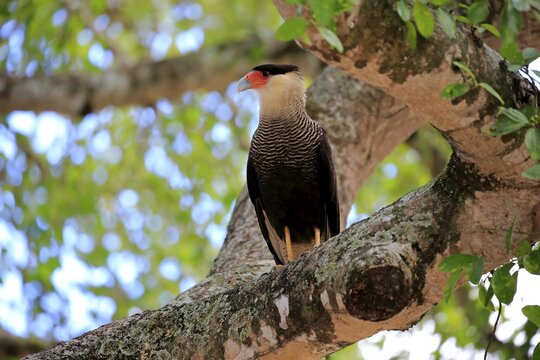 Southern crested caracara (Polyborus plancus), adult, on a tree, Pantanal, Mato Grosso, Brazil
