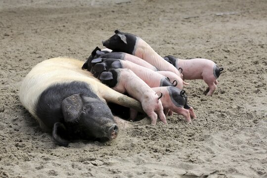 Domestic pig (Sus scrofa domesticus), mother sow suckling piglets, female, young animals, spotted, Germany