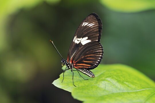 Passion butterfly (Heliconius sp.)