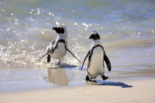 Jackass Penguin, Black-footed Penguin or African Penguin (Spheniscus demersus), pair on the beach, Boulder, Simon's Town, Western Cape, South Africa
