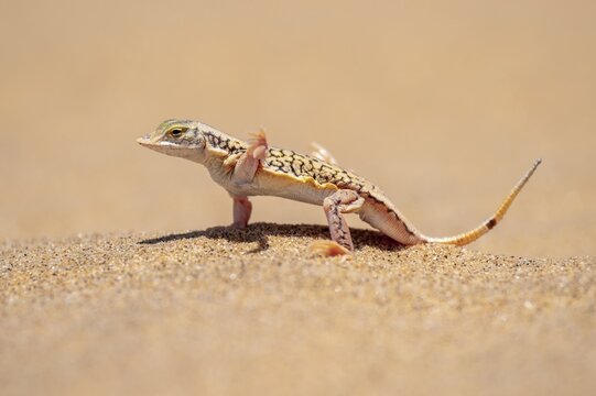 Shovel-nosed lizard (Meroles anchietae), in the sand, stretching its legs in the air to cool off, Namib Desert, Namib Naukluft Park, Namibia