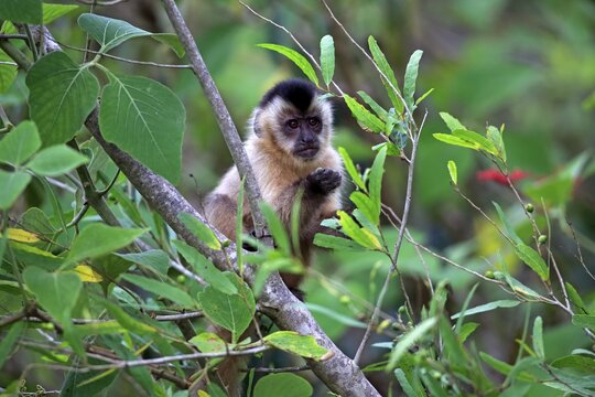 Tufted capuchin (Cebus apella), young monkey in a tree, foraging, Pantanal, Mato Grosso, Brazil