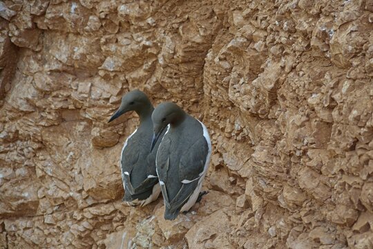 Common Murres or Common Guillemots (Uria aalge), Heligoland, Schleswig-Holstein, Germany