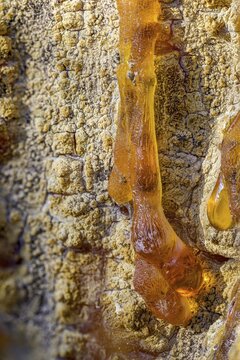 Tree resin of a european black pine (Pinus nigra), Bad V&ouml;slau, Lower Austria, Austria