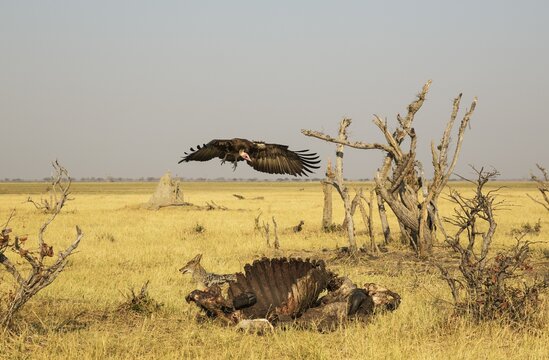 Black-backed Jackal (Canis mesomelas) and Hooded Vulture (Necrosyrtes monachus), at the carcass of a Cape Buffalo (Syncerus caffer caffer), Savuti, Chobe National Park, Botswana