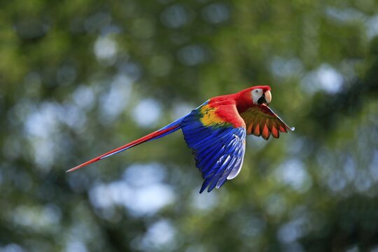 Scarlet macaw (Ara macao), adult, flying, parrot, Brazil