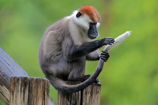 Collared mangabey (Cercocebus torquatus), red-crowned mangabey, adult, sitting on tree trunk, grooming, endangered species, captive