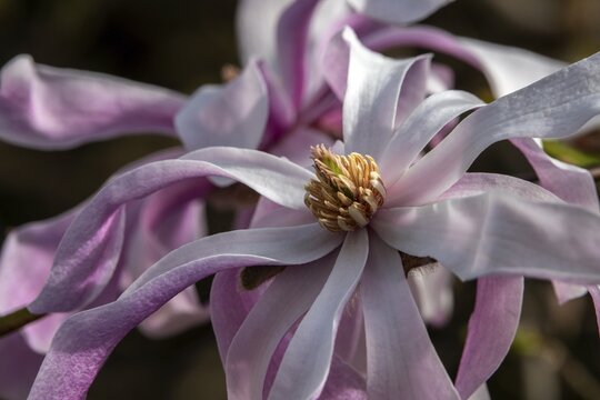 Flower of the star magnolia (Magnolia stellata), Baden-W&uuml;rttemberg, Germany