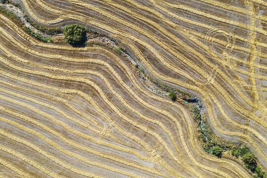 Abstract patterns in cornfield after wheat harvest, dry stream, aerial view, drone shot, C&oacute;rdoba province, Andalusia, Spain
