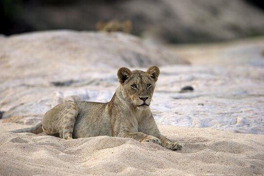 Lion (Panthera leo), adult female, resting, lying, observing, in dry riverbed, Sabi Sand Game Reserve, Kruger National Park, South Africa