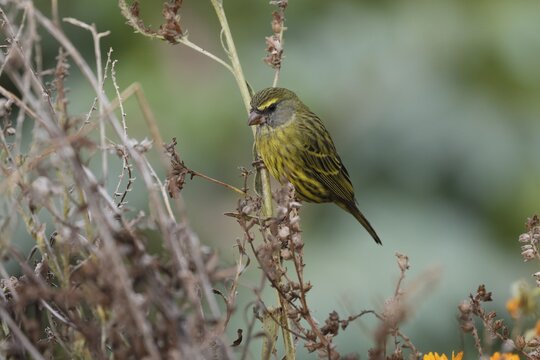 Black-chinned Seedeater (Crithagra scotops), Forest Seedeater, adult, male, foraging, on wait, Kirstenbosch Botanic Gardens, Cape Town, South Africa