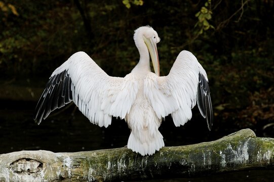 Pelican (Pelecanus onocrotalus) is sitting on a branch