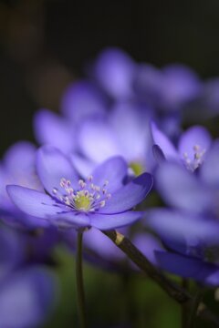 Blue Liverwort (Hepatica nobilis), Bavaria, Germany