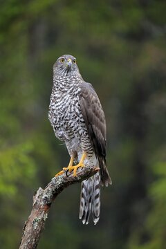 Northern goshawk (Accipiter gentilis), adult, alert, perch, Zdarske Vrchy, Bohemian-Moravian Highlands, Czech Republic