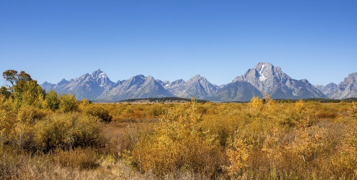 Mountain panorama with Mount Moran and Grand Teton peaks, Autumn landscape, yellow coloured aspens (Populus tremula) and bushes, Willow Flats Overlook, Teton Range mountain range, Grand Teton National Park, Wyoming, USA