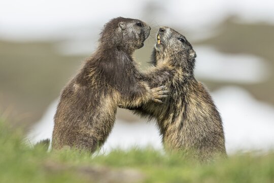 Two alpine marmots (Marmota marmota) fighting, High Tauern National Park, Carinthia, Austria