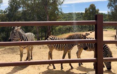 Obraz premium Zebra standing behind fence in an outdoor enclosure
