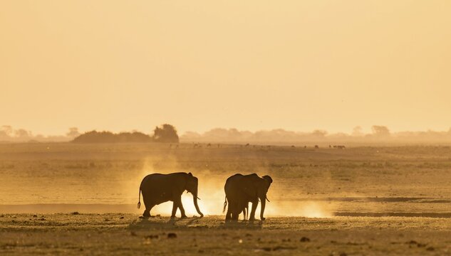 African elephant (Loxodonta africana), silhouette, sunset, atmospheric light, Ihaha, Chobe National Park National Park, Botswan