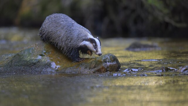 European badger (Meles meles), sitting on a stone in a stream in the last light, deciduous tree is reflected in the water, Swabian Alb biosphere reserve, Baden-W&uuml;rttemberg, Germany