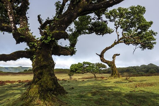 Laurel trees overgrown with moss and plants, old laurel forest (Laurisilva), stinkwood (Ocotea foetens), UNESCO World Heritage Site, Fanal, Madeira, Portugal