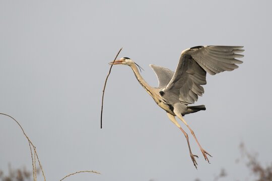 Grey heron (Ardea cinerea) approaching its nest with nesting material, Hesse, Germany